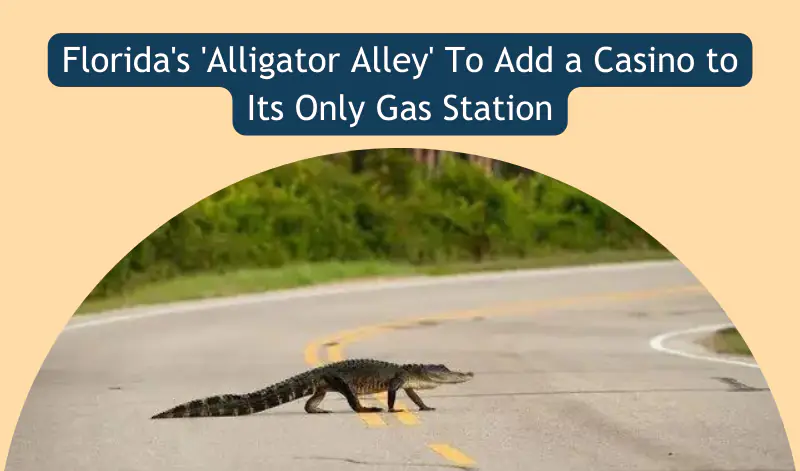 Alligator Alley News