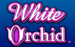 White Orchid Igt 1 